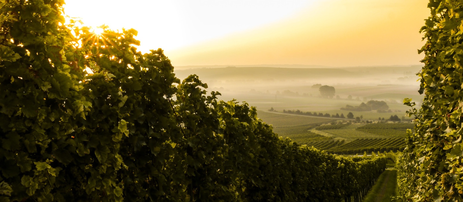 Weinrudi